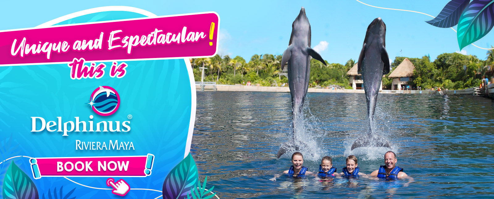 Swim with dolphins in Mexico Delphinus